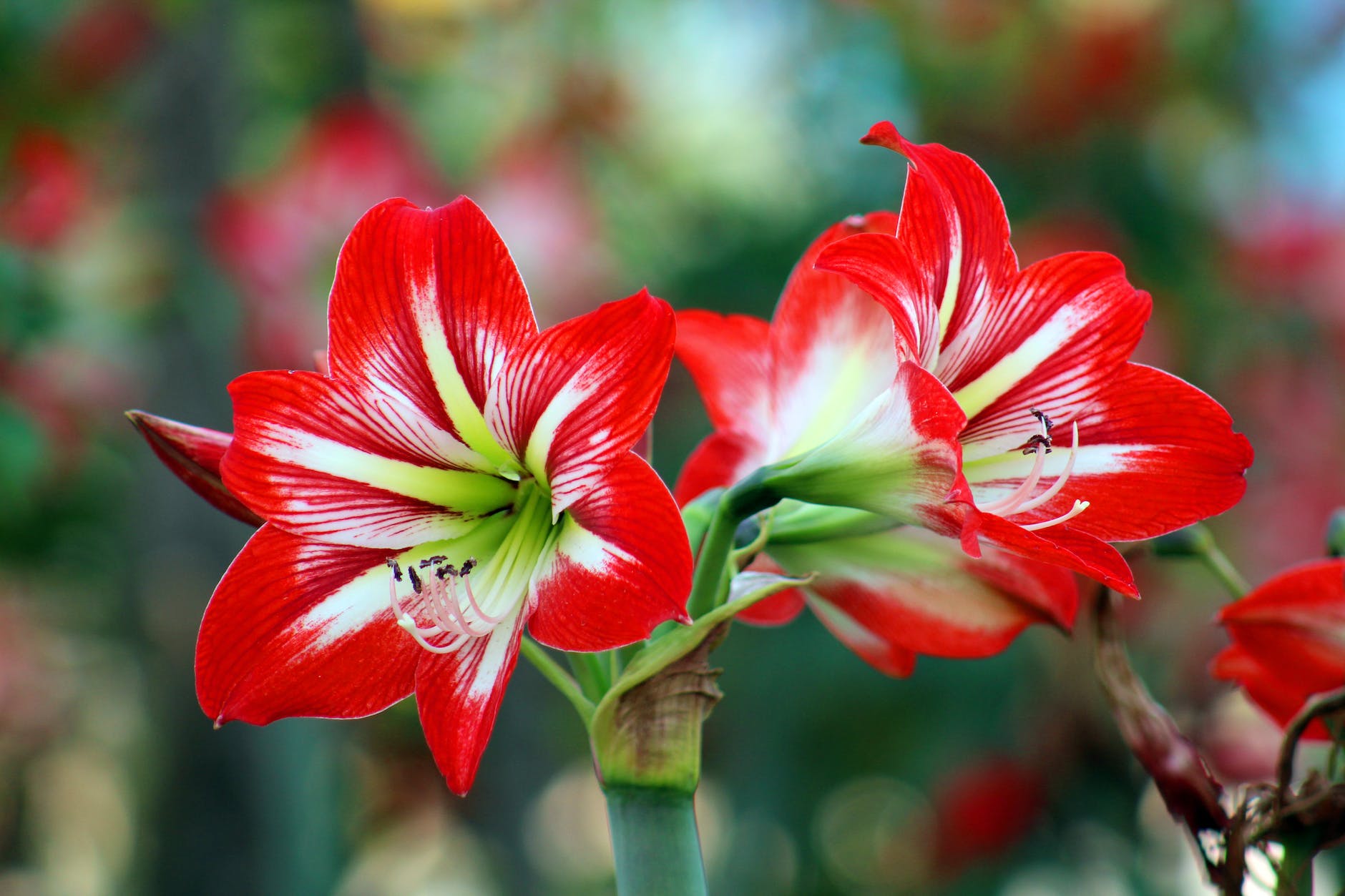 bokeh photo of white and red flowers